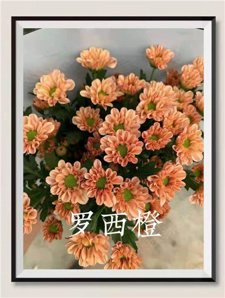 海南罗西橙菊花批发
