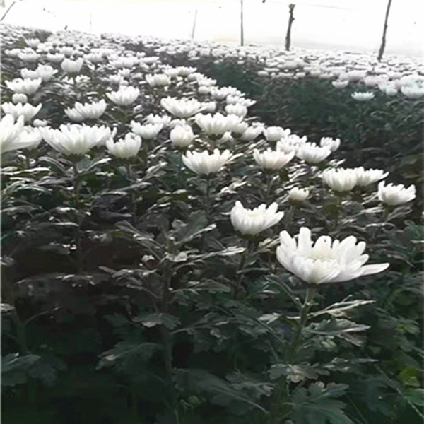 海南白菊批发