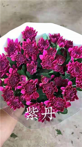 海南紫丹菊基地