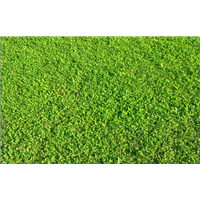 海南台湾草-海南台湾草皮价格 