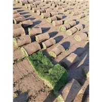 海口草皮卷批发