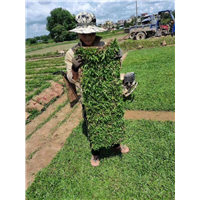 海口绿化草皮多少钱一平米