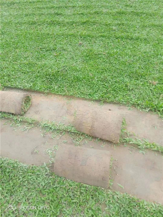海南大叶油草皮卷批发