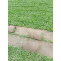 海南绿化草皮种植基地