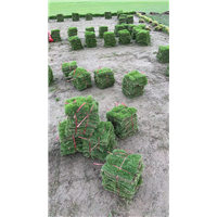 海南草皮种植基地