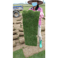 马尼拉草卷草块 