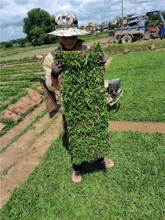 海口绿化草皮多少钱一平米