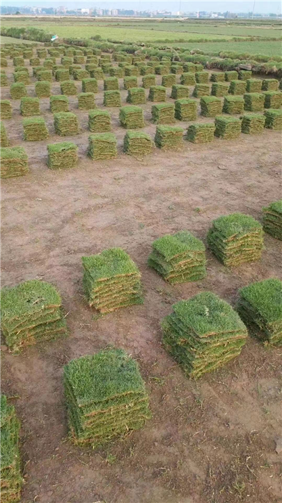海口台湾草皮基地