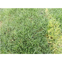 海南草卷草块 