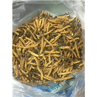西安高价回收冬虫夏草 