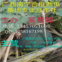 ☆广西西瓜基地♫♬南宁西瓜供应商 