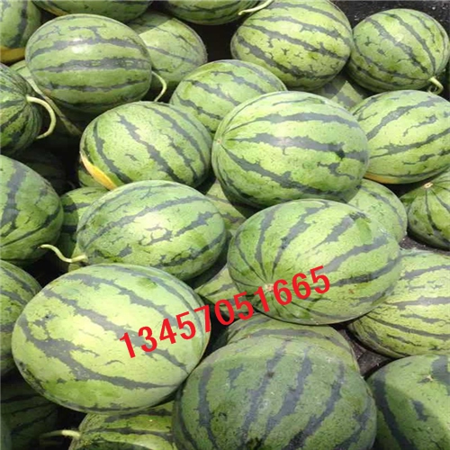 广西西瓜代理电话，广西西瓜代办