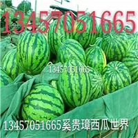 广西黑美人西瓜基地，广西黑美人西瓜价格