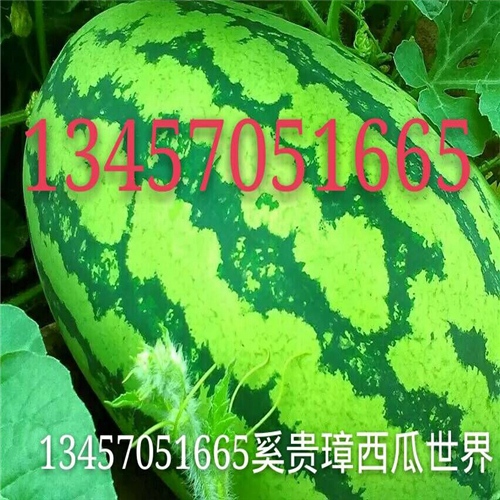 广西花麒麟西瓜收购、广西批发西瓜