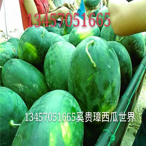 崇左西瓜基地、崇左西瓜代办、崇左西瓜
