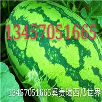 广西花麒麟西瓜收购、广西批发西瓜