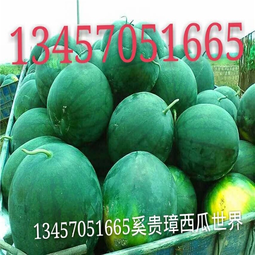 崇左西瓜代办代理、崇左西瓜代办