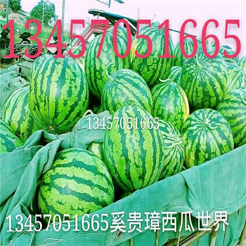 广西西瓜、广西西瓜价格、广西西瓜批发