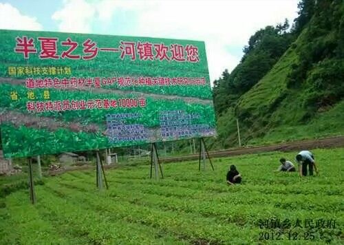 黔西南各县区【半夏种子】销售电话 