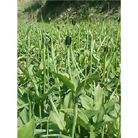 六盘水各县区〖半夏干货〗质量保证 