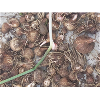 四川半夏种植基地电话 
