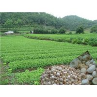 贵州省铜仁【半夏种植】基地在那 