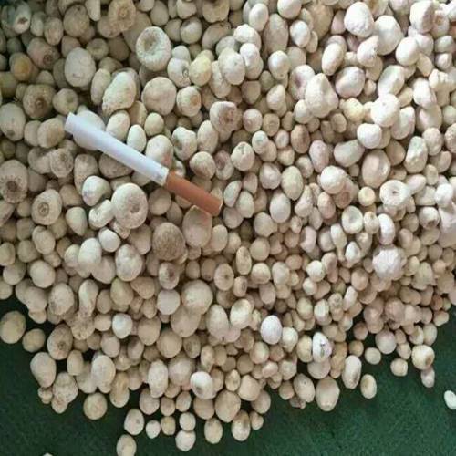 云南半夏电话/玉溪半夏大量供应 