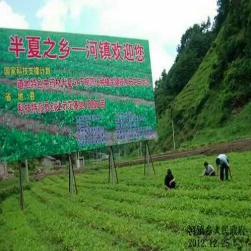 贵州省半夏批发地址 