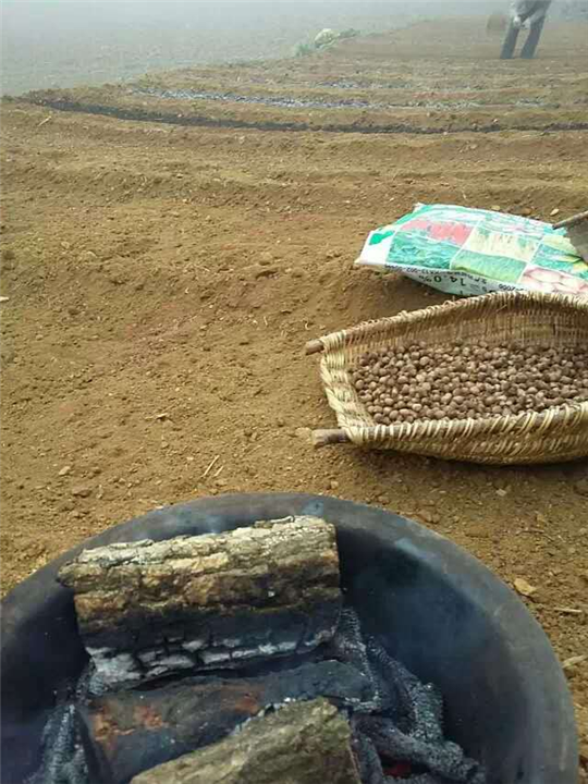 半夏干货批发地址？ 
