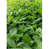福泉【半夏干货】大量销售 