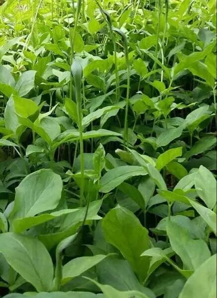 凉山〖半夏种子〗优良品种 