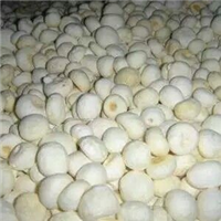 贵州省金沙县半夏干货出售 