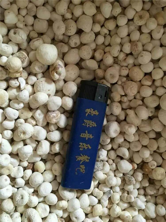 雅安『半夏种子』专业种植 