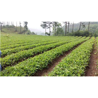 黔东南各县区【半夏干货】销售电话 