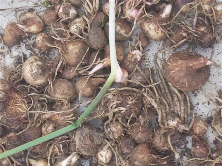 贵阳【半夏种子】种植基地 