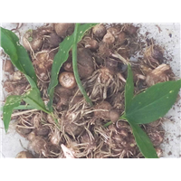 云南【半夏种植】基地电话 
