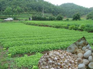 贵州省铜仁【半夏种植】基地在那 