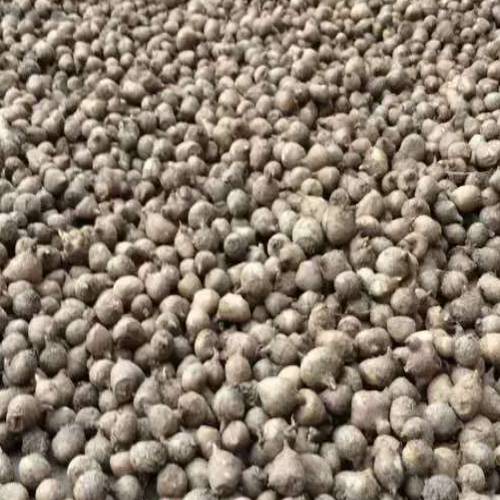 云南半夏干货批发/昆明半夏干货**行情 