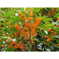 宁夏市县区【桂花树】苗木咨询电话 