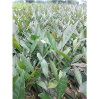 云南紫鹃茶好不好活-云南紫鹃茶批发价格 