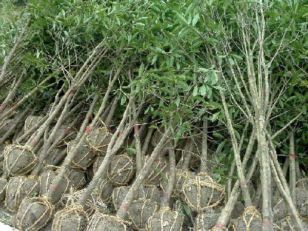 陕西全省〖桂花树树苗〗怎么种 