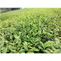 雅安老鹰茶苗@雅安老鹰茶苗种植基地 