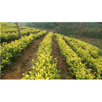 辽宁『黄金茶』树苗怎么种 