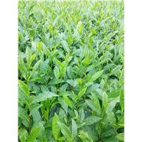 湘西黄金茶好不好种活-湘西黄金茶种植基地 