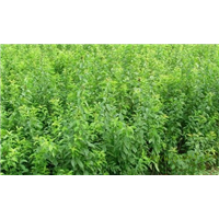 浙江全省〖脆红李苗木〗种植条件 