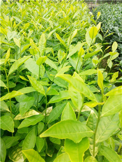 贵州中黄一号茶苗@贵州中黄一号茶苗价格@贵州中黄一号茶苗批发 
