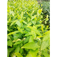 贵州中黄一号茶苗@贵州中黄一号茶苗价格@贵州中黄一号茶苗批发 