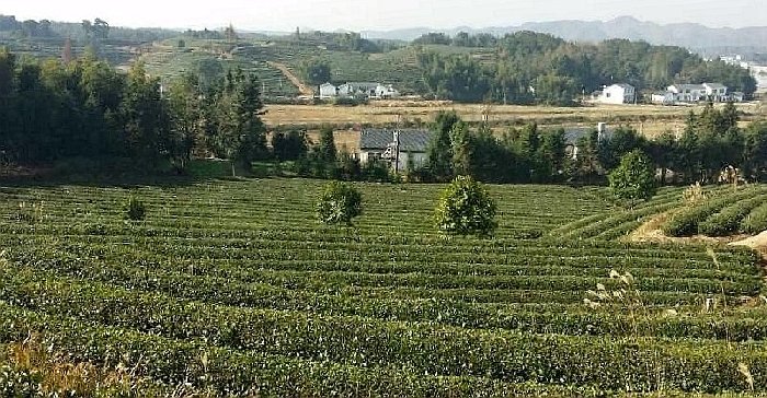 供应西藏各市“黄金茶树苗”多少钱 