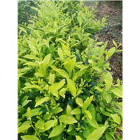 黑龙江茶苗哪里有-黑龙江茶苗多少钱 -茶苗 