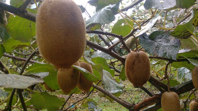 供应内蒙古各市“猕猴桃树苗”种植条件 